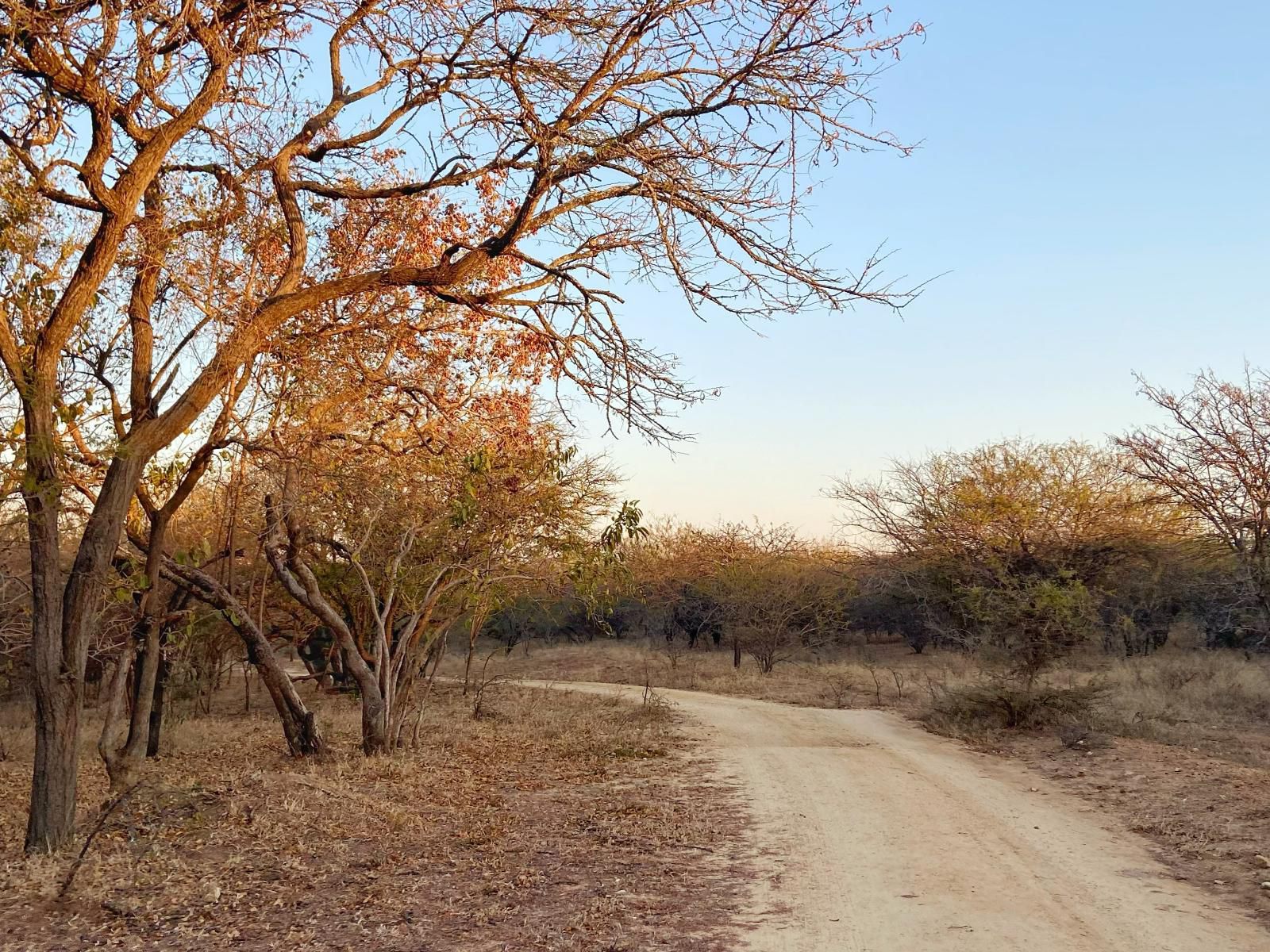 Africamps At Hoedspruit Klaserie Limpopo Province South Africa Complementary Colors, Tree, Plant, Nature, Wood, Lowland