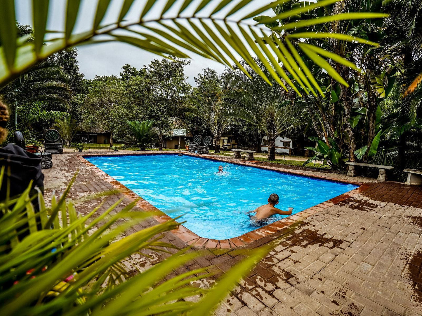 Africamps At Hoedspruit Klaserie Limpopo Province South Africa Palm Tree, Plant, Nature, Wood, Garden, Swimming Pool