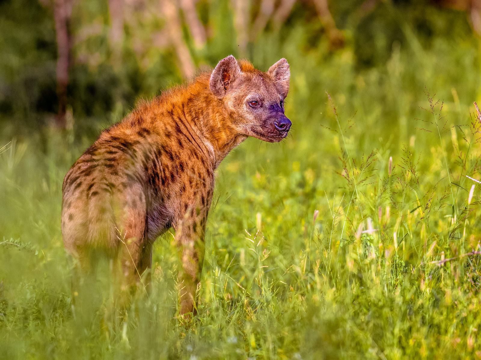 Africamps At Hoedspruit Klaserie Limpopo Province South Africa Colorful, Hyaena, Mammal, Animal