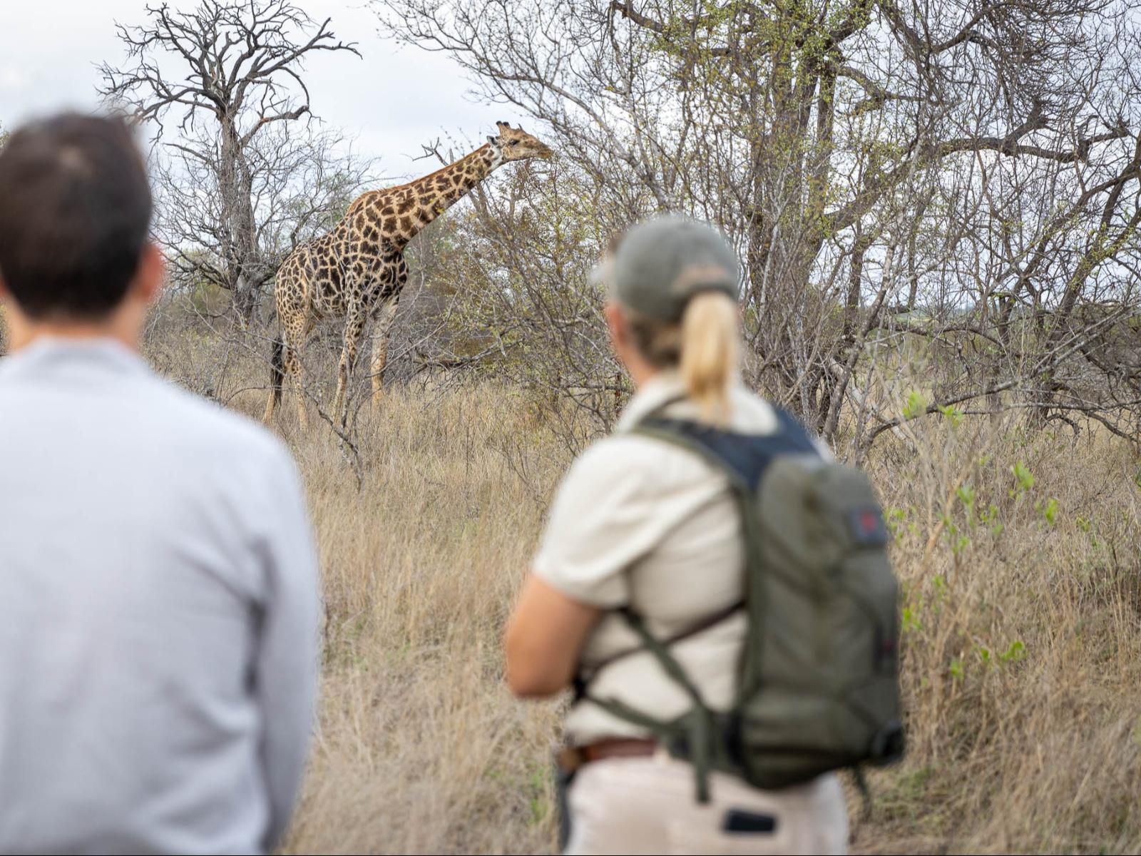 Africa On Foot, Giraffe, Mammal, Animal, Herbivore, Person