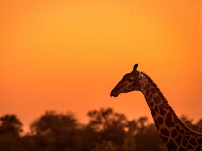 Africa On Foot, Colorful, Giraffe, Mammal, Animal, Herbivore, Silhouette