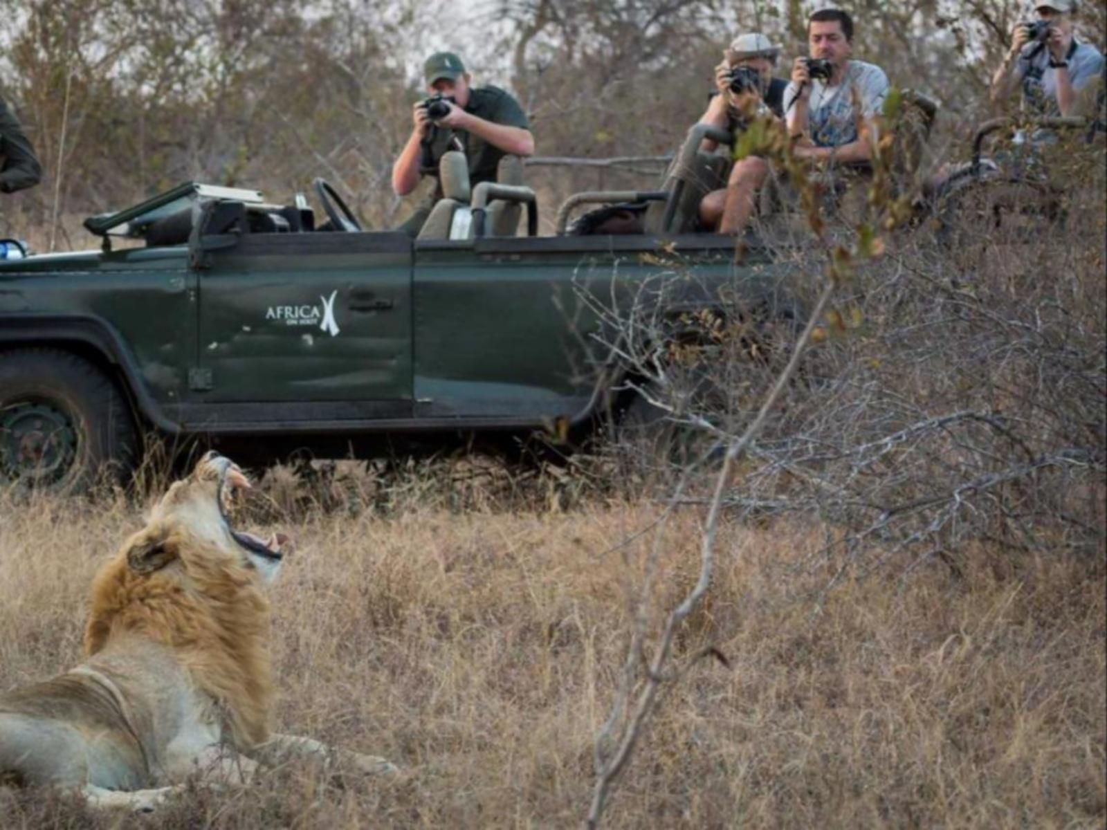 Africa On Foot, Lion, Mammal, Animal, Big Cat, Predator, Person