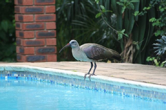 Africa Breeze Bed And Breakfast Doonside Kingsburgh Kwazulu Natal South Africa Bird, Animal, Swimming Pool