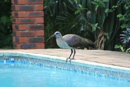 Africa Breeze Bed And Breakfast Doonside Kingsburgh Kwazulu Natal South Africa Bird, Animal, Swimming Pool