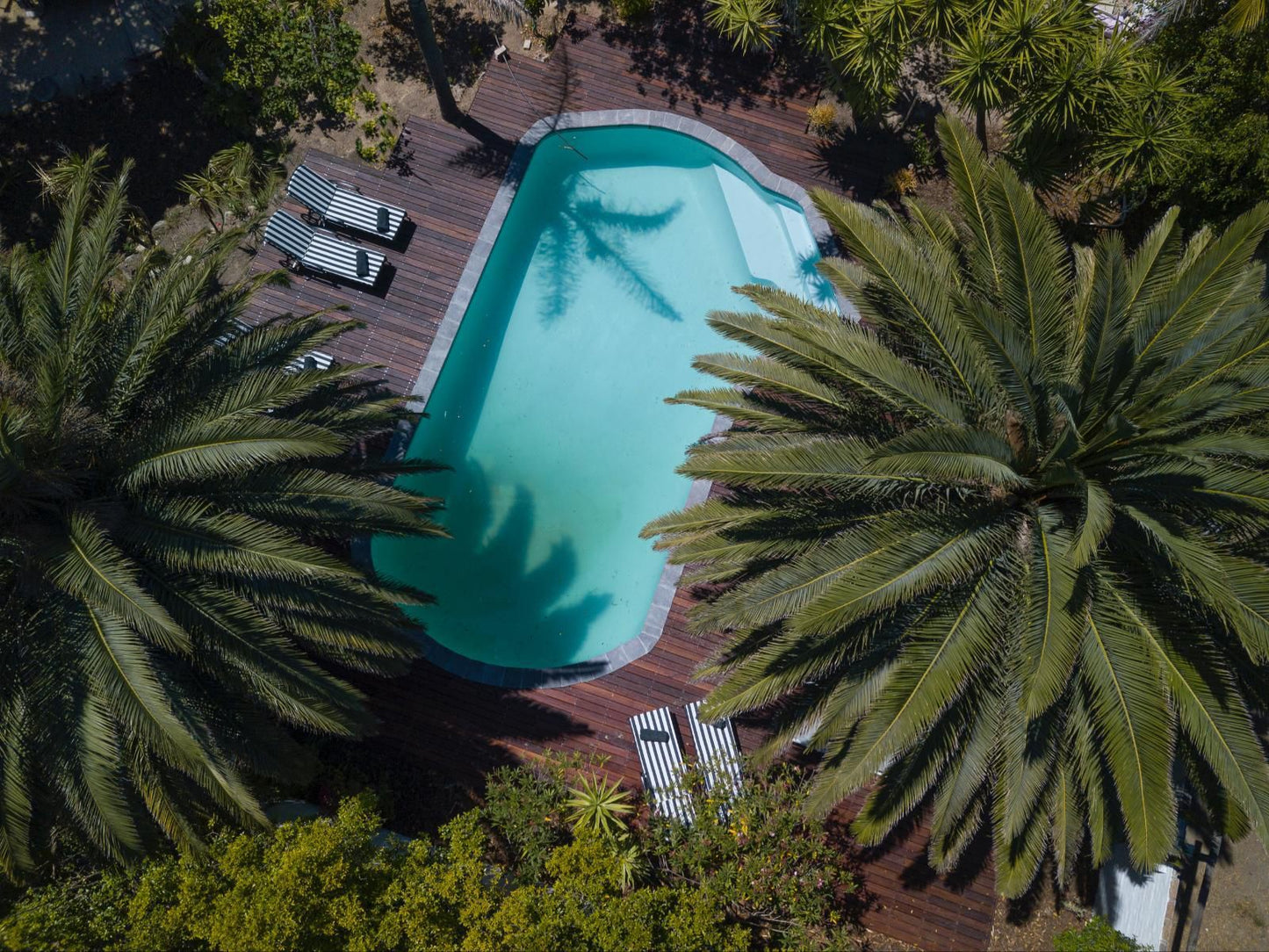 Africa Lodge Jonkershoogte Somerset West Western Cape South Africa Palm Tree, Plant, Nature, Wood, Swimming Pool