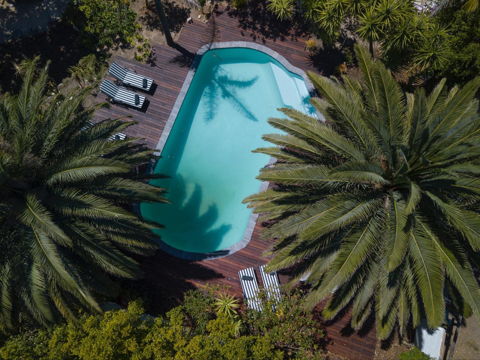 Africa Lodge Jonkershoogte Somerset West Western Cape South Africa Palm Tree, Plant, Nature, Wood, Swimming Pool