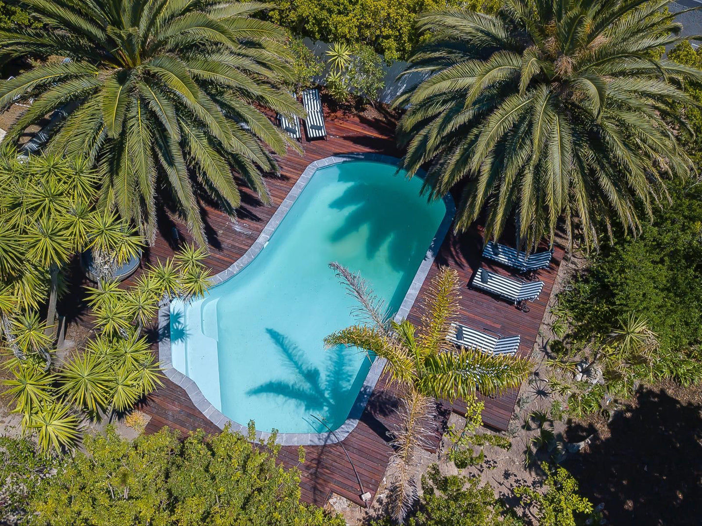 Africa Lodge Jonkershoogte Somerset West Western Cape South Africa House, Building, Architecture, Palm Tree, Plant, Nature, Wood, Swimming Pool