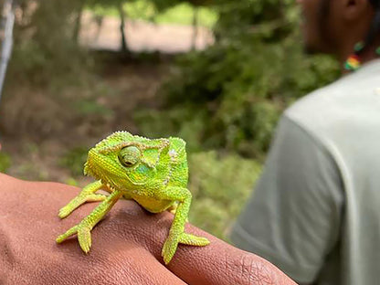 Deluxe King Room- Chameleon @ Africa Lodge