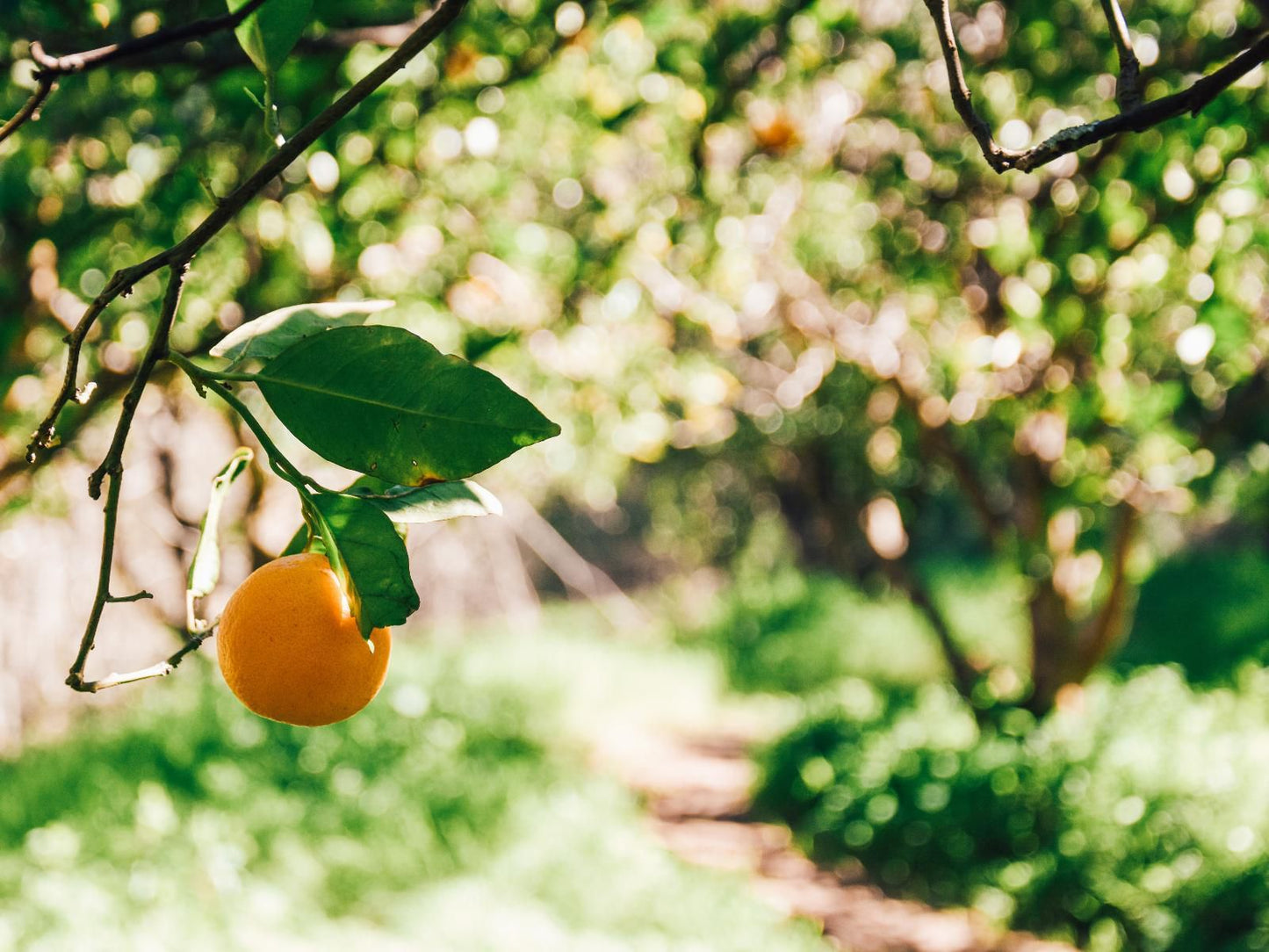 Africamps At Doolhof, Apricot, Fruit, Food