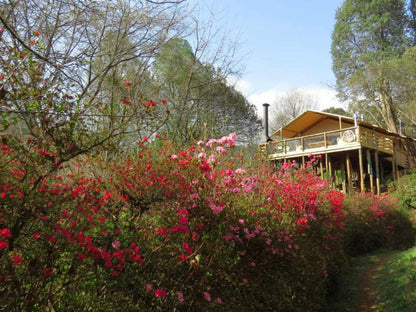 Africamps At Magoebaskloof Haenertsburg Limpopo Province South Africa Plant, Nature, Garden