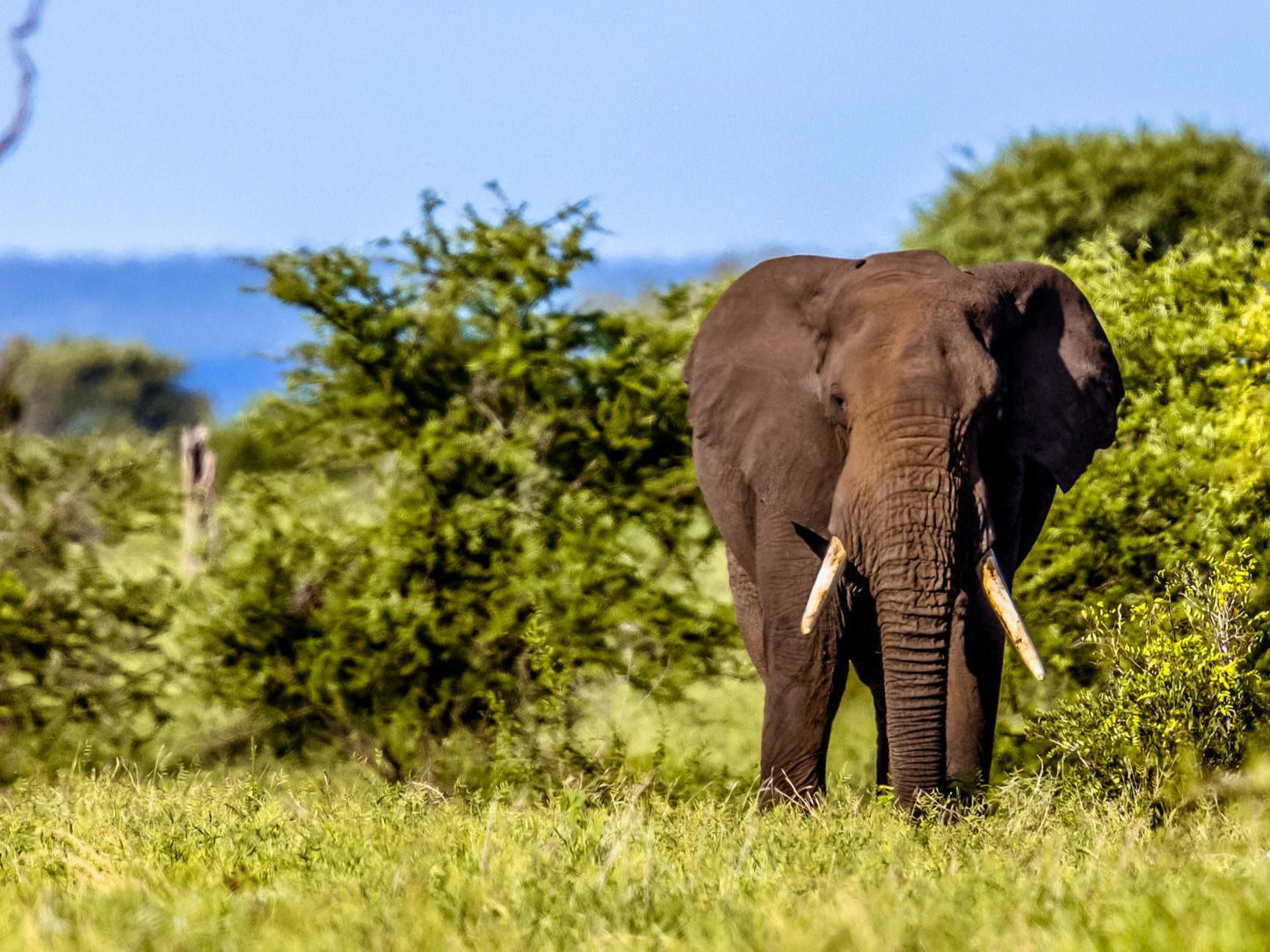 Africamps Hoedspruit, Colorful, Elephant, Mammal, Animal, Herbivore