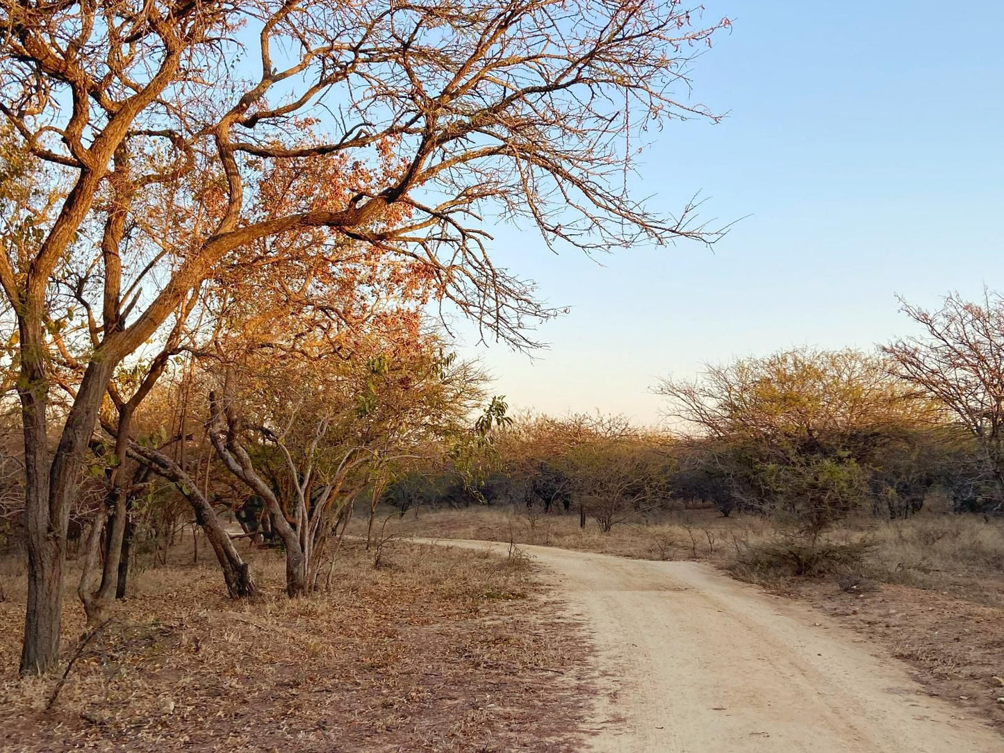 Africamps Hoedspruit, Tree, Plant, Nature, Wood, Lowland