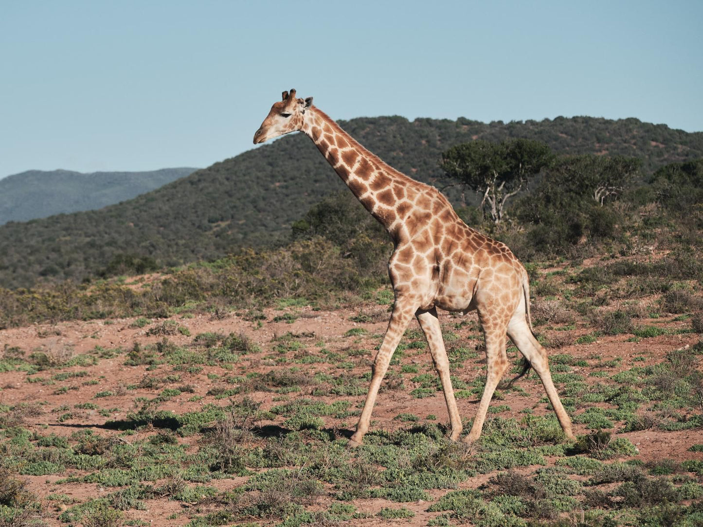 Africamps Klein Karoo Oudtshoorn Western Cape South Africa Complementary Colors, Giraffe, Mammal, Animal, Herbivore