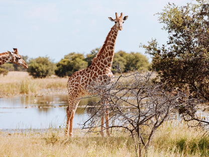 Africamps Waterberg, Giraffe, Mammal, Animal, Herbivore