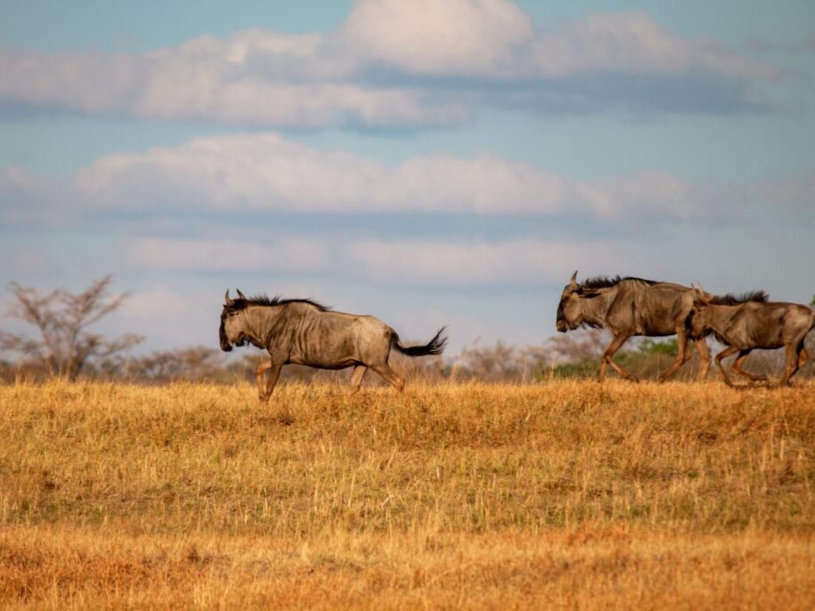 Africamps Waterberg, Animal, Lowland, Nature