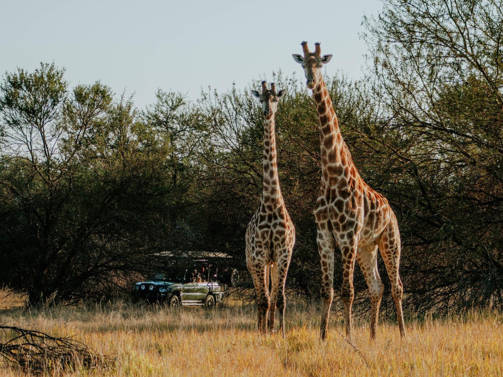 Africamps Waterberg, Giraffe, Mammal, Animal, Herbivore