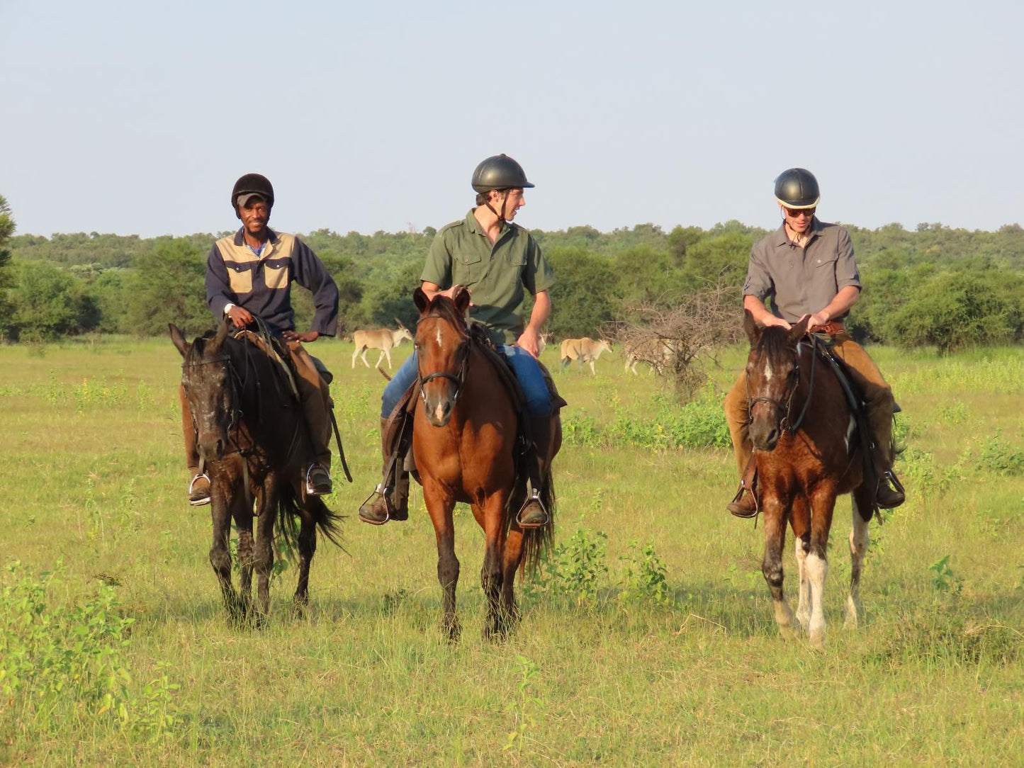 Africamps Waterberg, Face, Person, Two Faces, Horse, Mammal, Animal, Herbivore, Frontal Face