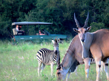 Africamps Waterberg, Animal