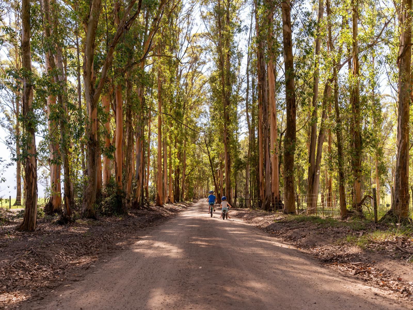 Africamps At Oakhurst Wilderness Western Cape South Africa Forest, Nature, Plant, Tree, Wood, Street