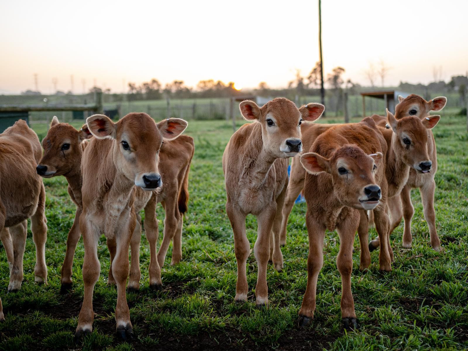 Africamps At Oakhurst Wilderness Western Cape South Africa Cow, Mammal, Animal, Agriculture, Farm Animal, Herbivore