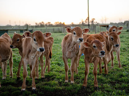 Africamps At Oakhurst Wilderness Western Cape South Africa Cow, Mammal, Animal, Agriculture, Farm Animal, Herbivore