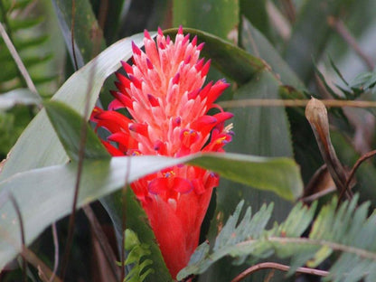 African Aquila Guest Lodge Walmer Port Elizabeth Eastern Cape South Africa Plant, Nature