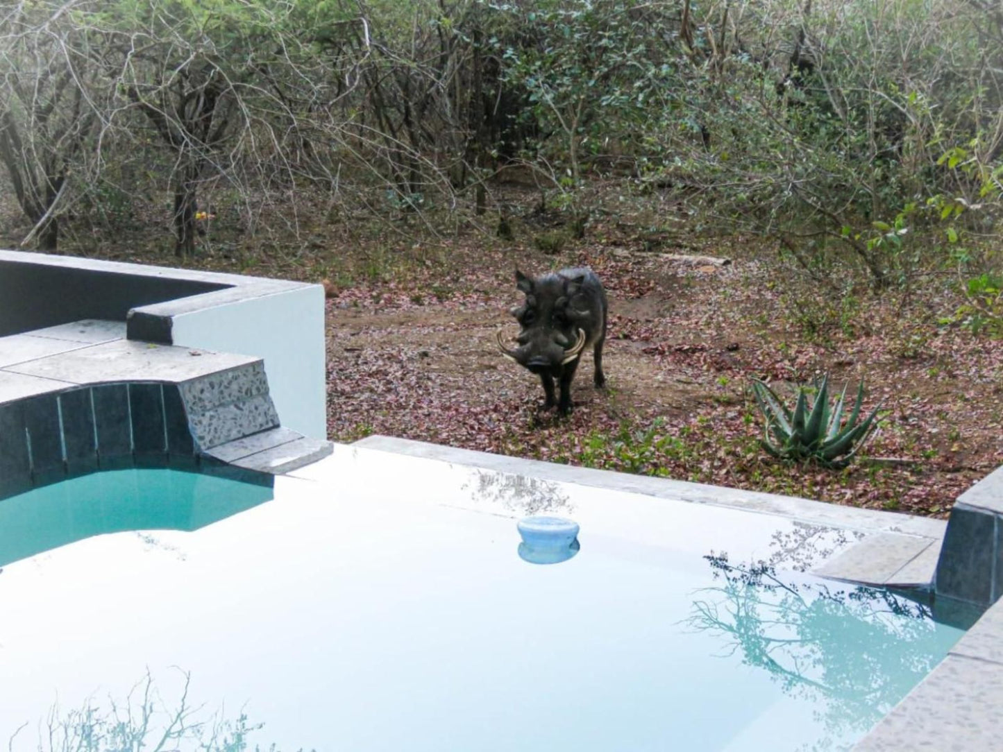 African Bush Escape Marloth Park Mpumalanga South Africa Animal, Swimming Pool