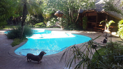 African Nest Guest Suite Constantia Cape Town Western Cape South Africa Palm Tree, Plant, Nature, Wood, Garden, Swimming Pool