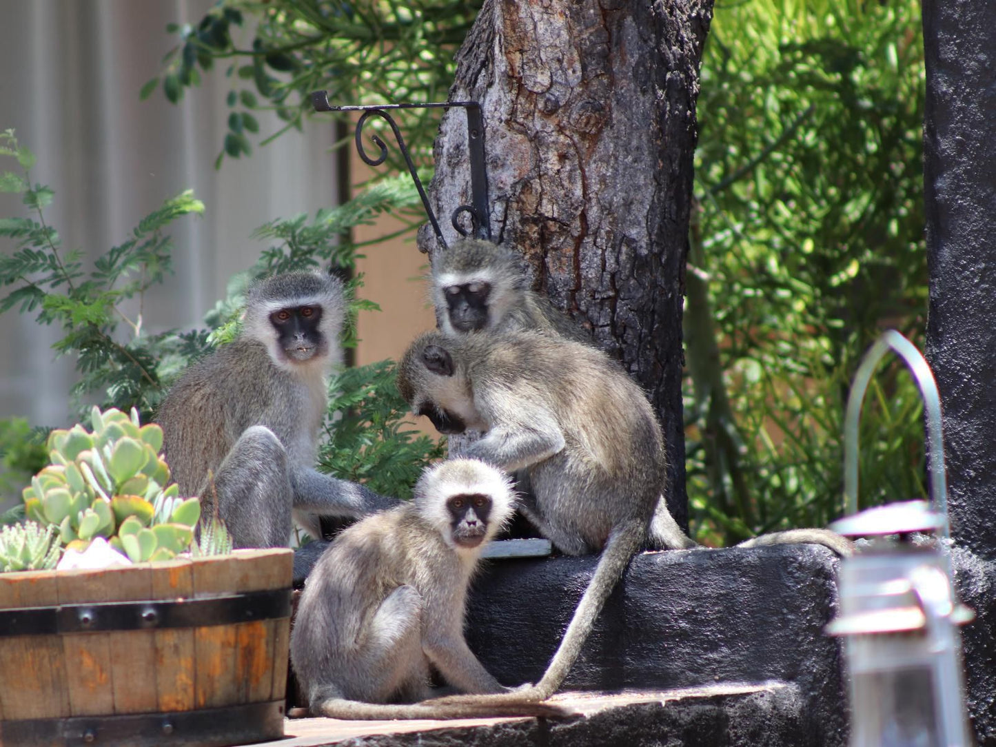 African Rock Lodge, Primate, Mammal, Animal, Raccoon, Predator