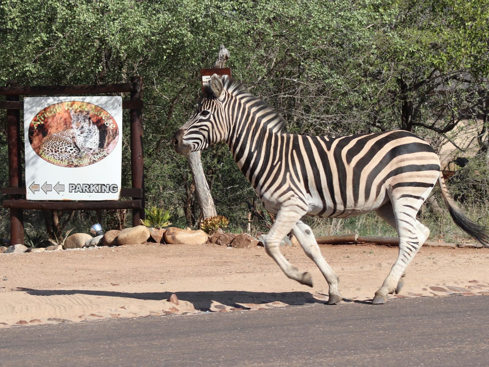 African Rock Lodge, Zebra, Mammal, Animal, Herbivore