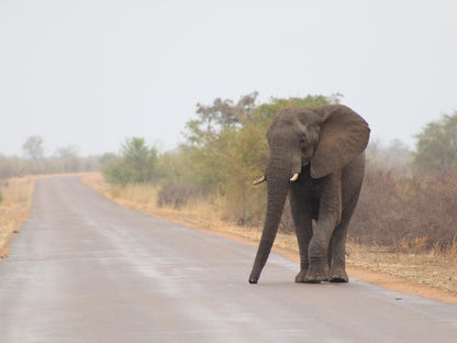 African Rock Lodge, Deluxe King room, Elephant, Mammal, Animal, Herbivore