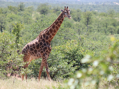 African Rock Lodge, Deluxe King room, Giraffe, Mammal, Animal, Herbivore