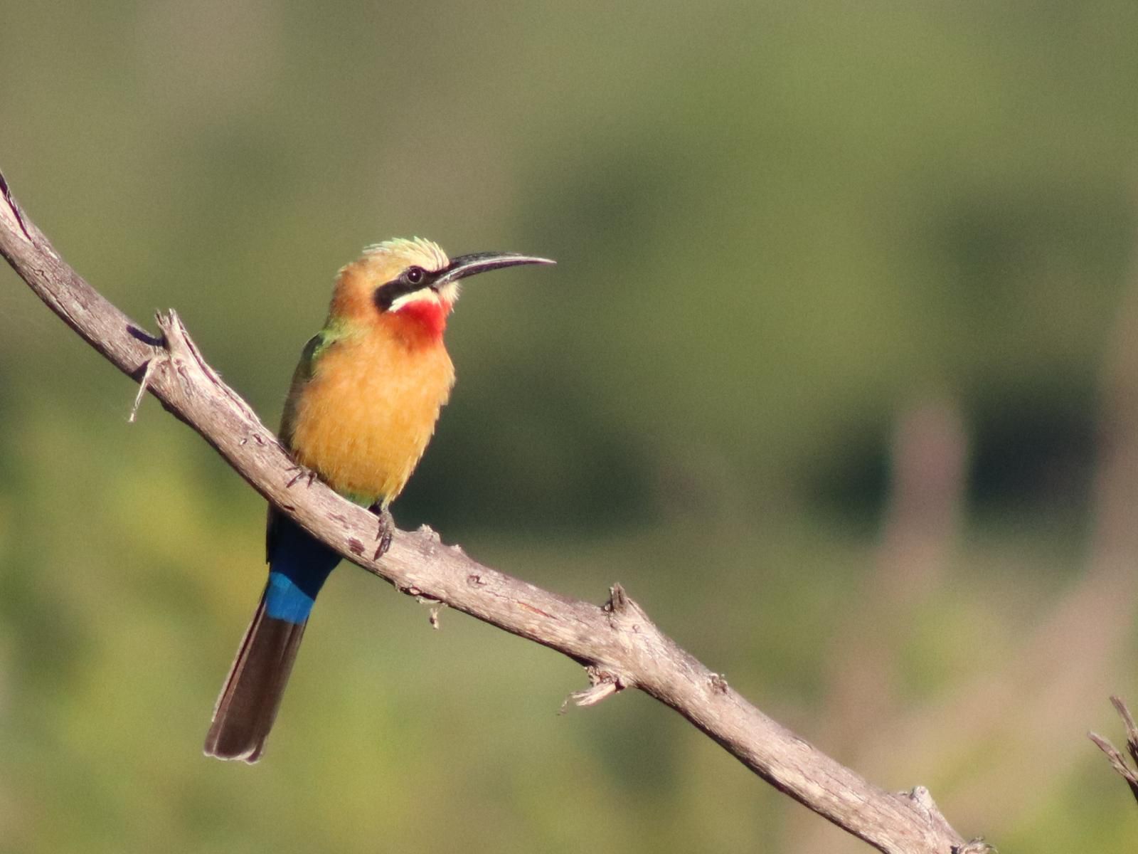 African Rock Lodge, Deluxe King room, Kingfisher, Bird, Animal