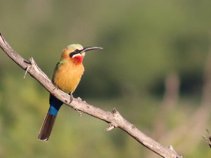 African Rock Lodge, Deluxe King room, Kingfisher, Bird, Animal