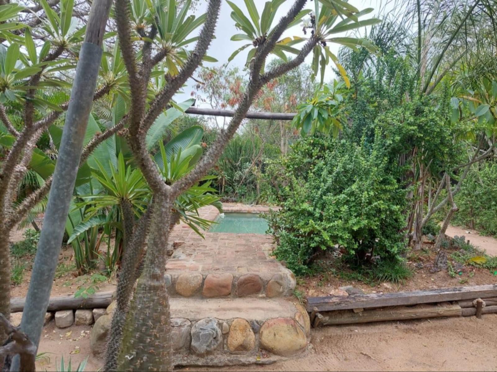 African Sky Bush Camp Amanda Limpopo Province South Africa Palm Tree, Plant, Nature, Wood, Reptile, Animal, Garden