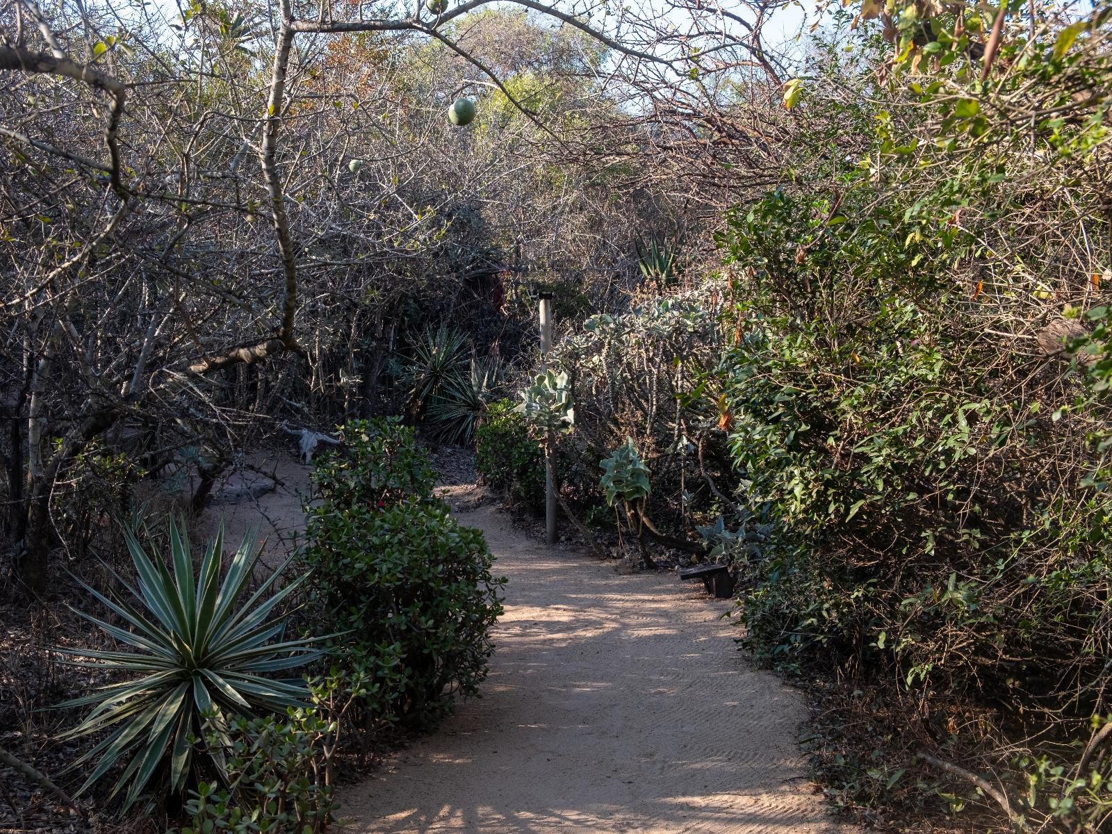 African Sky Bush Camp Amanda Limpopo Province South Africa Plant, Nature, Garden