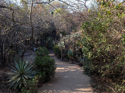 African Sky Bush Camp Amanda Limpopo Province South Africa Plant, Nature, Garden