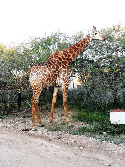 African Sky Marloth Park Mpumalanga South Africa Giraffe, Mammal, Animal, Herbivore