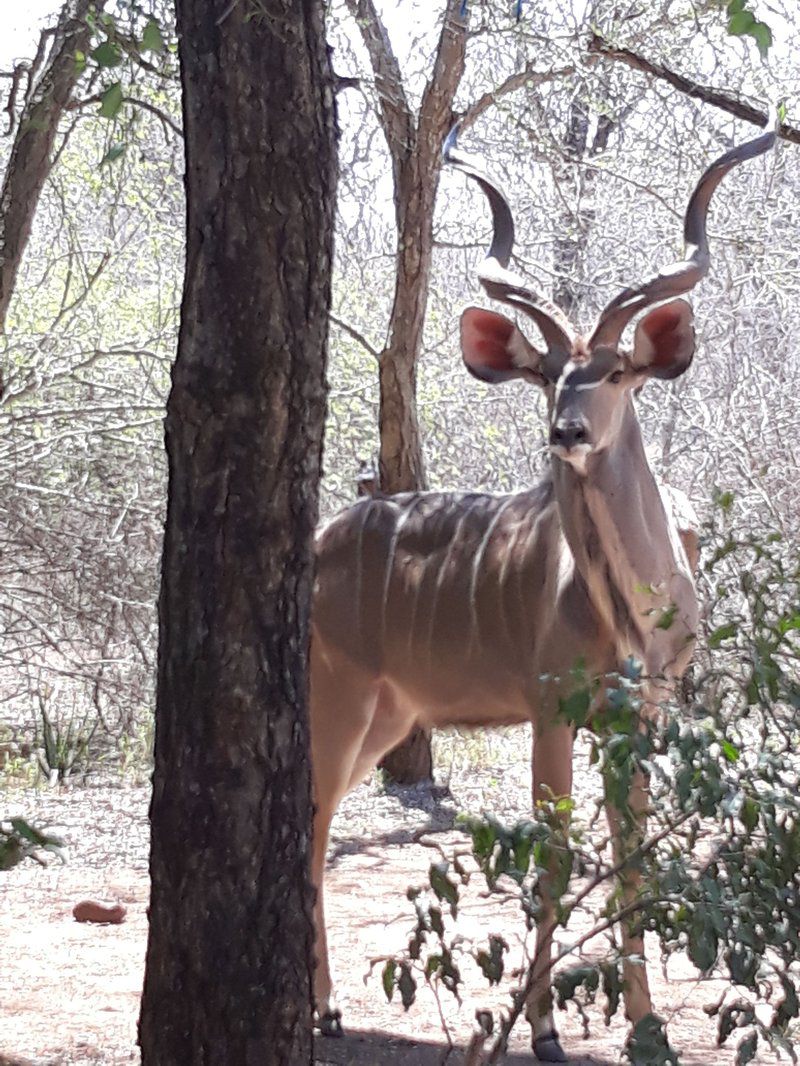 African Sky Marloth Park Mpumalanga South Africa Deer, Mammal, Animal, Herbivore