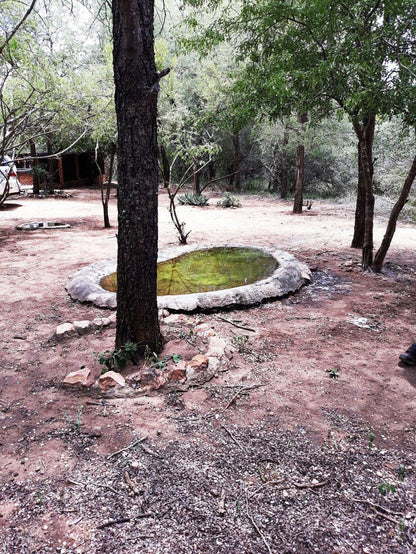 African Sky Marloth Park Mpumalanga South Africa Tree, Plant, Nature, Wood