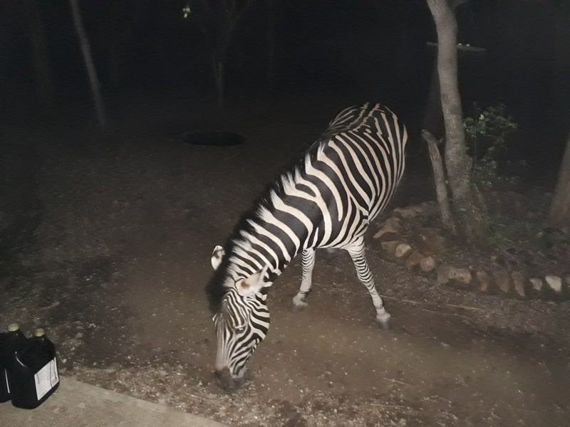 African Sky Marloth Park Mpumalanga South Africa Unsaturated, Zebra, Mammal, Animal, Herbivore