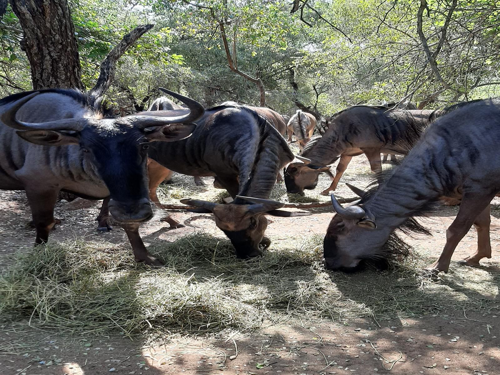 African Sky Villas, Gnu, Mammal, Animal, Herbivore