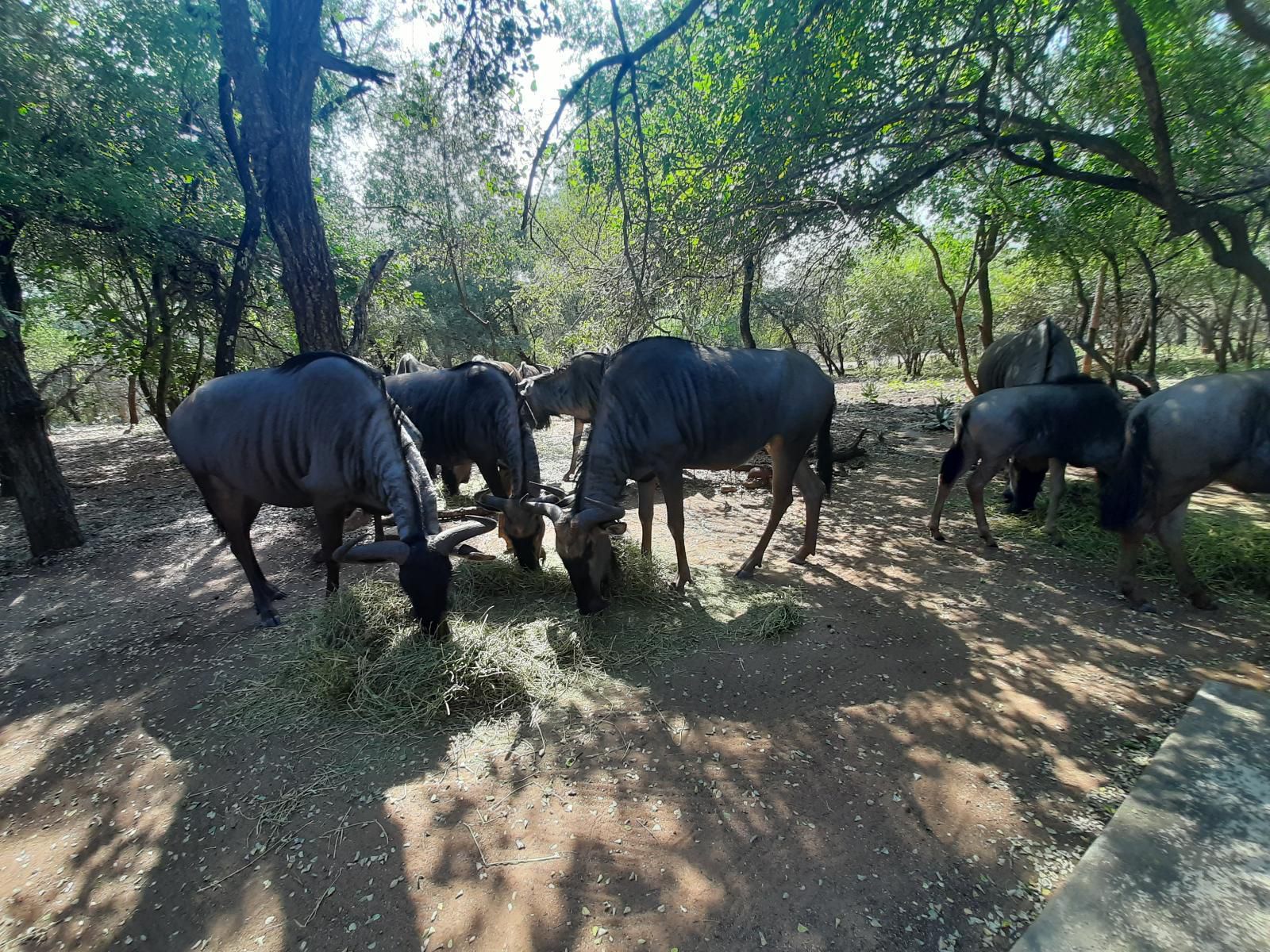 African Sky Villas, Elephant, Mammal, Animal, Herbivore