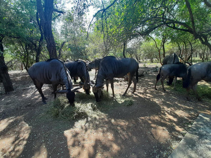 African Sky Villas, Elephant, Mammal, Animal, Herbivore