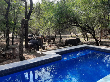 African Sky Villas, Elephant, Mammal, Animal, Herbivore, Water Buffalo, Swimming Pool