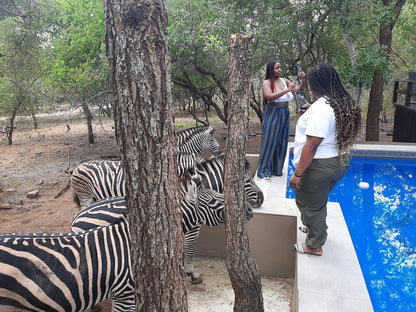 African Sky Villas, Face, Person, One Face, Zebra, Mammal, Animal, Herbivore, Tree, Plant, Nature, Wood, Frontal Face