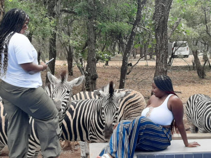 African Sky Villas, Face, Person, One Face, Zebra, Mammal, Animal, Herbivore, Profile Face