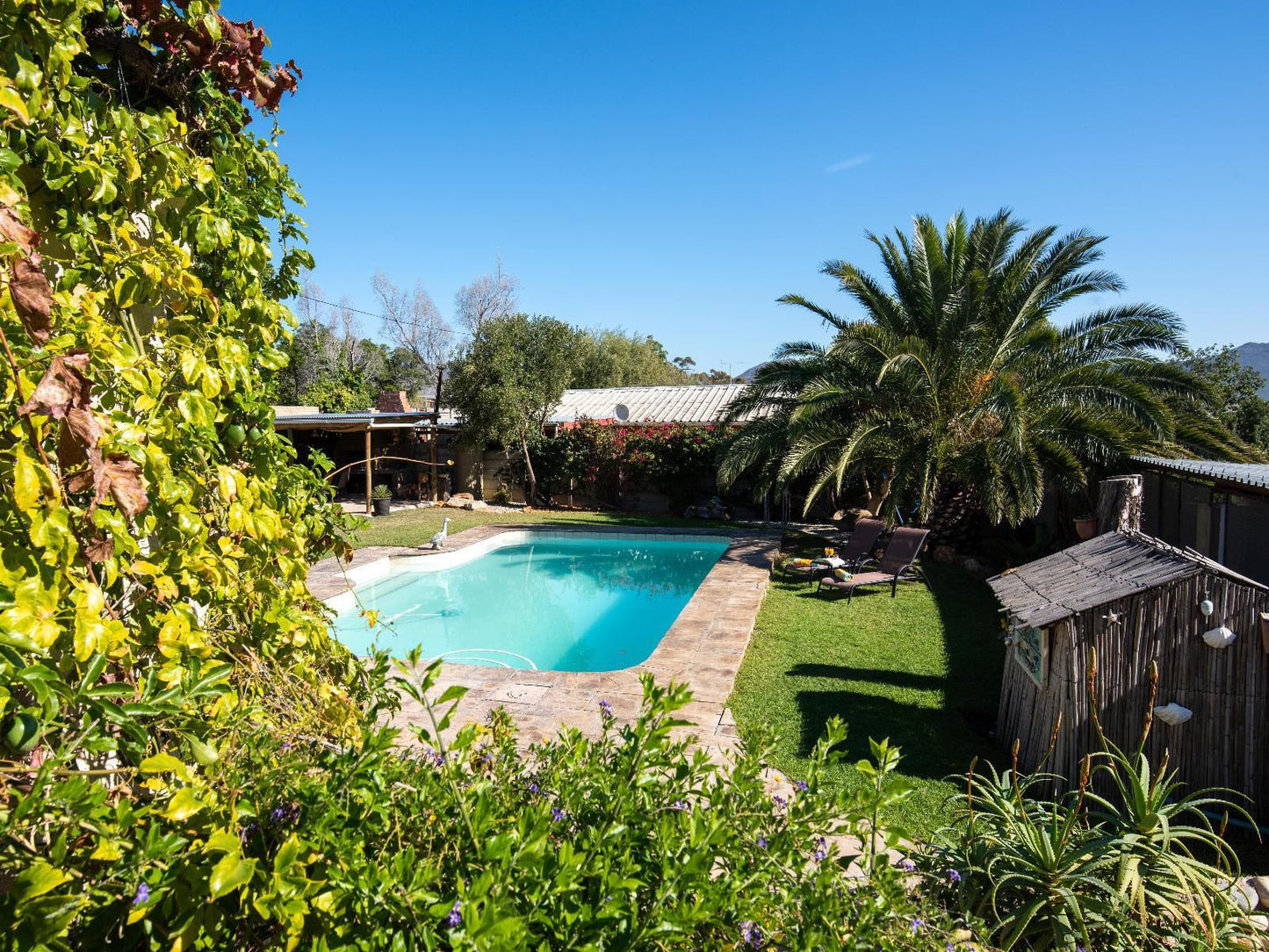 African Tulip Guesthouse Tulbagh Western Cape South Africa Complementary Colors, Palm Tree, Plant, Nature, Wood, Garden, Swimming Pool