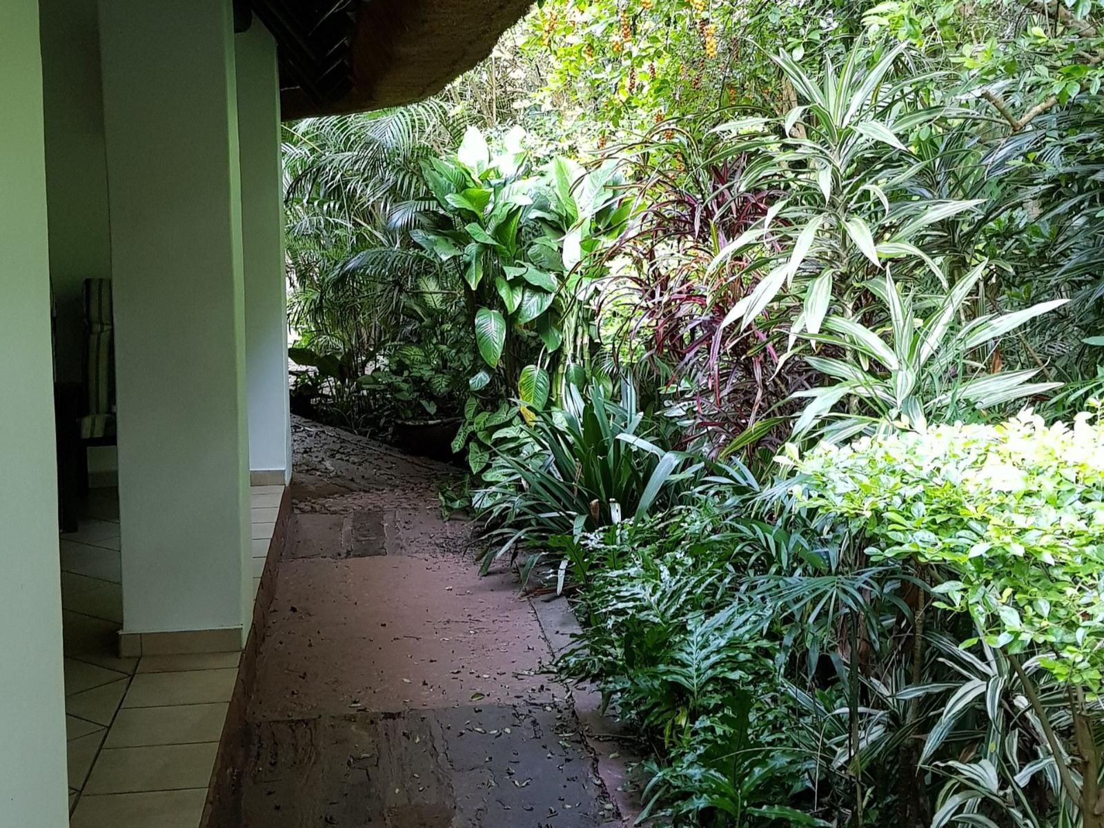 African Ambience Guesthouse St Lucia Kwazulu Natal South Africa Plant, Nature, Garden