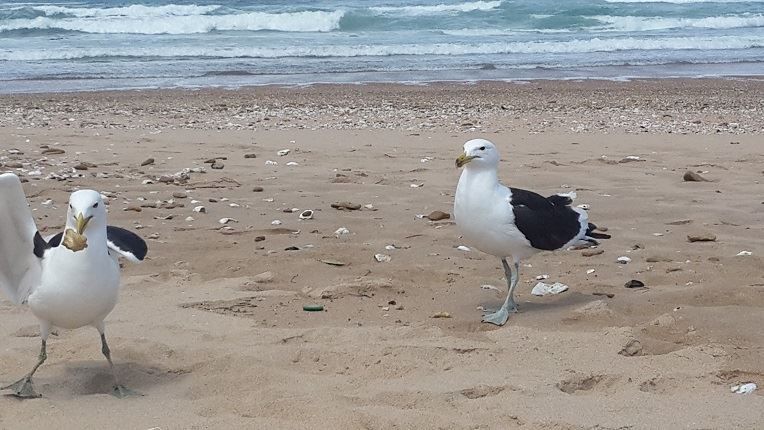 African Eden Sedgefield Western Cape South Africa Seagull, Bird, Animal, Beach, Nature, Sand, Ocean, Waters